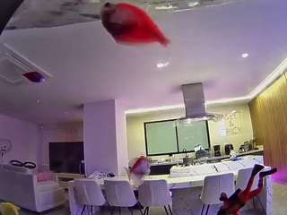 voyeurcam casa salsa fishtank